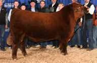, AB 2018 Grand Champion Bull, Edmonton Farmfair RED ANGUS CAA EPDs as of 12/1/18 Production Carcass BW WW YW MILK TM SC CE MCE REA CW MARB FAT EPD 2.0 47 80 16 40.99 1 8 -.07 21.44.016 Acc.51.44.32.