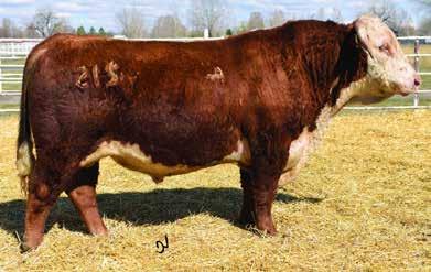 7HH58 CL 1 DOMINO 215Z This horned sire offers true genetic excellence with 10 EPDs and indexes ranking in the top 25 percent of the breed and seven of those within the top 5 percent of the breed.