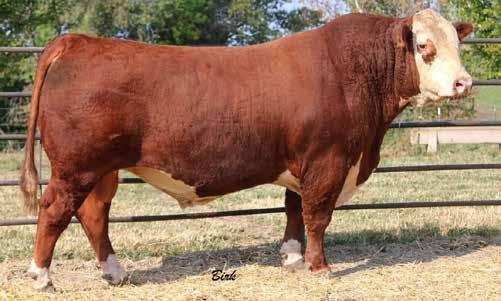 Permitted MSU MF HUDSON 19H SHF YORK 19H Y02 LOEWEN MISS P20 10W UPS DOMINO 3027 HUTH T013 DOMINETTE Z016 HUTH R007 VERA T013 $20 From Huth Polled Herefords, WI and Falling Timber Farm, MO n TORQUE