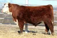 n His pedigree is stacked for longevity and cowherd performance, backed by four generations of Dams of Distinction.