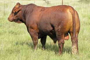 I run about 200 breeding females and use the remaining land to grow out heifers and bulls, explains Heinrich.