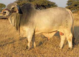 Grandview Brahman s award-winning bull GBS 09 10 was sold to a buyer from Botswana for R250 000.