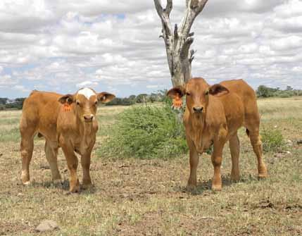 Brahman and Simbra are good choices for communal farmers because of their hardiness and ability to do well on poor grazing.