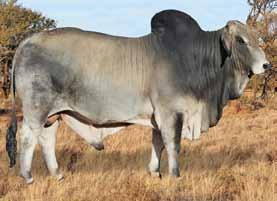 Veilings Sales BEST OF BOTH BRAHMAN SALE Sold Average Highest Grey Bulls 8/9 R 25 000 R