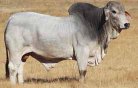 Bulls (red & white) 42/44 R 30 200 R 44 000 Buyer of most expensive bull Herman Odendaal,