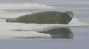 Baltic seals Aerial counts Two species: