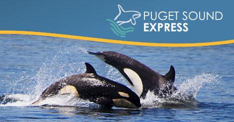 Item 22 Whale Watching Tour Value $253 See whales in the wild and tour the San Juan Islands on family-run boats