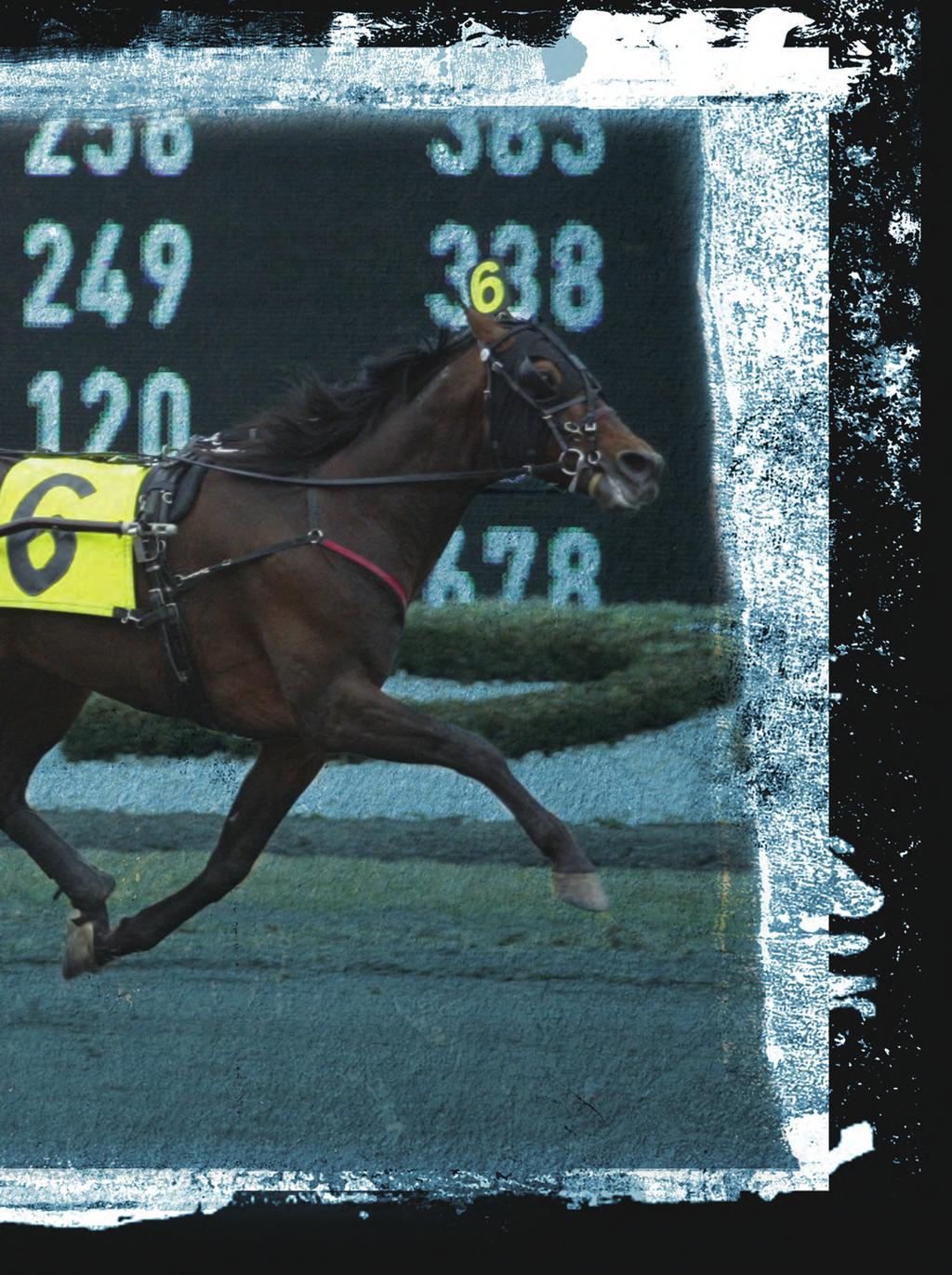 When Al Libfeld purchased the Balanced Image lass Jailhouse Rock at the conclusion of her racing career, he didn t realize the journey the mare would take him on.