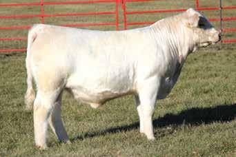 His EPDs have him ranked in the top 1% of the breed for Ribeye Area, top 3% for Maternal, top 6% for Fat and top 7% for Milk. 2H Cattle Company will retain a ¼ semen interest.
