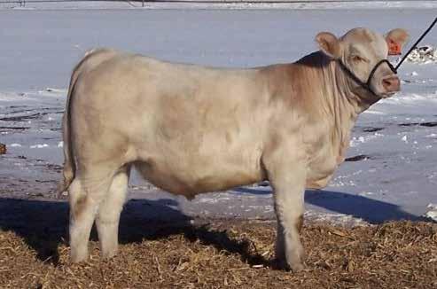 37 Here is a late March bull with HUGE growth numbers with his EPDs for WW in the top 15% of the breed and YW in the top 9%. He has great feet and legs and a big topline.