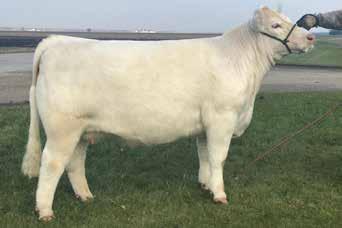 A cool profile on this bred heifer, you will love the front end and long extended neck. This is one that you could breed clubby or purebred and put some money in the bank.