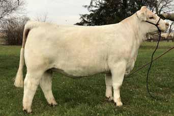 3 24 52 12 5.2 24 0.7 203.7 Bred AI on 6-2-18 to LT Landmark 5052 Pld, M866771, safe in calf and due to calve 3-12-19.