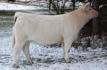 97 The Vanilla cow family has been around our place a long time, why? They are built right, good footed cattle that are productive in their body type and maintain on minimal inputs.