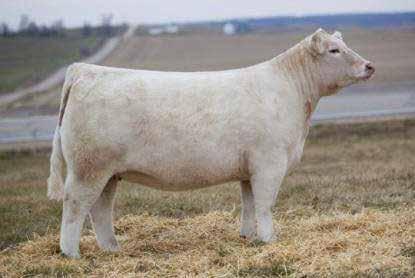 3 Here is a big-bodied, great structured, sound footed heifer sired by a popular son of the great Ledger.