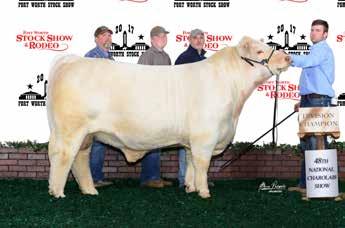 She is backed by the superb Elvira cow family, another successful bloodline. This beautiful pattern, stout, huge-middled, correct female is impressive!