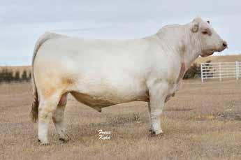 These heifers are sired by TR PZC Mr Assertion 924 ET who is commonly referred to as Gunsmoke in the club calf world. He has sired lots of champions in both the purebred and clubby show rings.