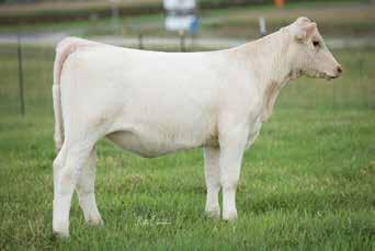 54 Hopefully some of you out there are still in need of a show heifer for this coming year because this girl is just that. She is good spined with a nice level, square hip.