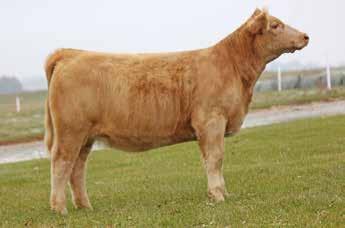 95 This young heifer comes from a great cow family and sired by the $44,000 super popular Resource. Combining Ledger and Resource has led to a very feminine female her with super performance.