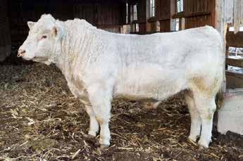 His pedigree along with his build say he would be a great addition to a purebred herd or if muscle and pounds are your thing he would be great to any commercial operation.