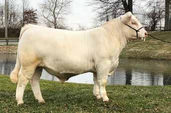 Almost every male in his pedigree experienced substantial AI use. His impressive dam is a consistent producer, weaning three calves so far at nearly a 700 pound average.