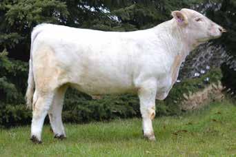 Sired by the breed s most heavily used AI Sire LT Ledger. His dam had him as a second-calf-heifer whose first calf sold private treaty to a bull customer of ours in southern Iowa.