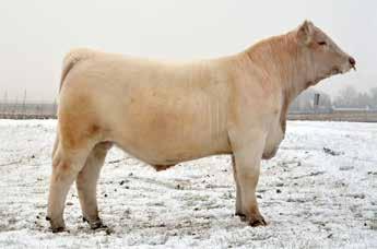 03 Christmas Rush is one of the highest performing bulls we have produced in 59 years of raising Charolais cattle!