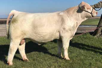 He is very similar in design and quality as our top selling bull in last year s sale going to John Allison in Kentucky.