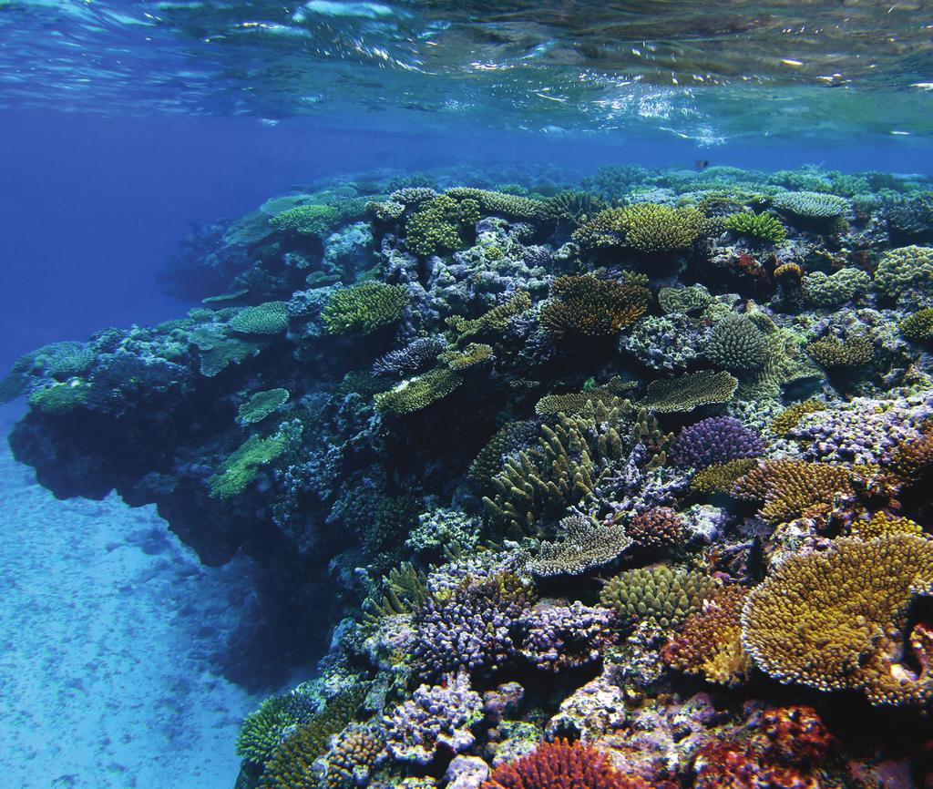 A large-scale marine legacy Instituting a large and highly protected marine reserve in New Caledonia s EEZ would also result in the chance to connect the Natural Park of the Coral Sea to the already