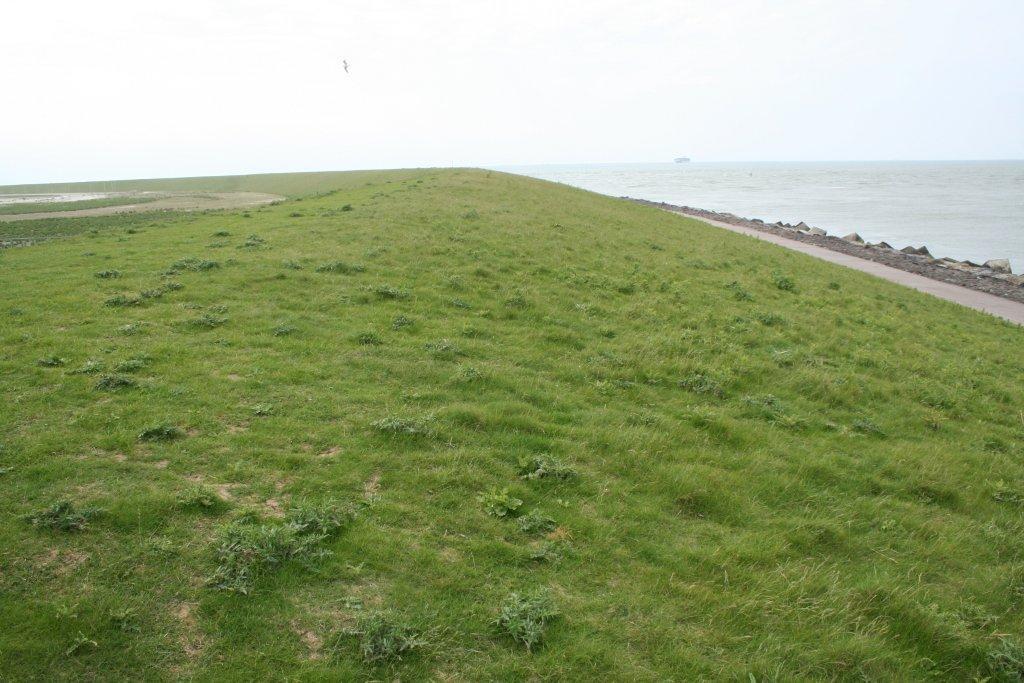 Figure 2.15. Dike at Maasvlakte I, facing the North Sea. Here better grass coverage.