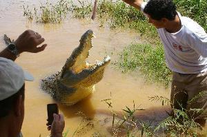 a tour guide, Tour is roughly 4-4.5 hours 1.3) CROCODILE ADVENTURE & BIRD WATCHING Two kilometers from the town of Tarcoles is where our crocodile safari begins.