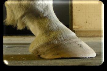 Vocabulary: Fetlock Joint The lowest joint on a horse s leg, located directly