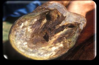 Vocabulary Thrush A fungal infection that occurs in the hoof caused by wet, muddy or