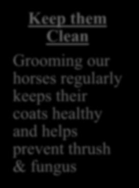 3 Reasons to Groom: Keep them Clean Grooming our