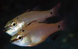 pogonid fishes in Yaku-shima Island Yaku-shima Island, spawning of. nigrofasciatus begins in early pril and ends in May. Remarks.