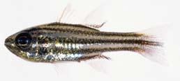 In Japanese waters, this species (mostly as pogon timorensis) has been reported from the Sagami Sea (Senou et al.