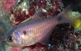 pogonid fishes in Yaku-shima Island orange bars; an indistinct reddish black spot behind opercle; and no black band on cheek;. Remarks. rchamia dispilus Lachner, 1951 was recently synonymized with.