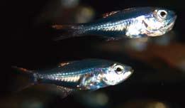 pogonid fishes in Yaku-shima Island on the posteroventral caudal peduncle, and the other lacks the spot. However, because these two have been observed as members of a school (see Fig.