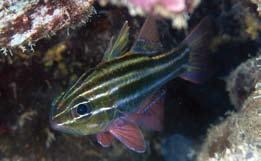 developed gill rakers 12 13; body white, with six dark brown stripes on lateral surface of body; third stripe beginning from upper eye, ending at middle of body (below second dorsal-fin origin);
