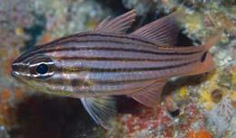 pogonid fishes in Yaku-shima Island species has been reported from the Ogasawara Islands (Randall et al.