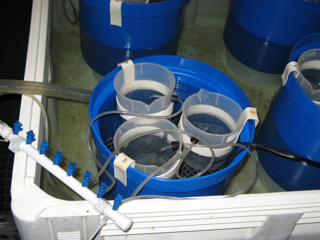 Control Treatment Tanks : No sediment Experimental Treatment Tanks: 200-300 mg/l effective suspended sediment Treatment time = 16-20 hr After