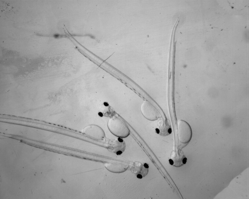 Images of larvae were captured with a Photometrix Cool Snap camera through a Nikon stereo zoom