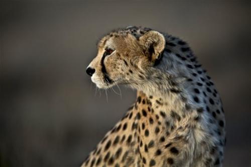Iran tries to save Asiatic cheetah from extinction 26 June 2014, by Nasser Karimi This Monday, May 26, 2014 photo, shows 7-year-old male Asiatic Cheetah, named 'Koushki,' at the Cheetah which has