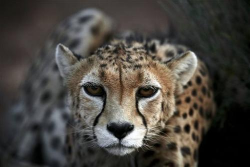 The cheetah is considered to be one of the most charismatic cats," said Vice President Masoumeh Ebtekar, who heads Iran's Department of the Environment.
