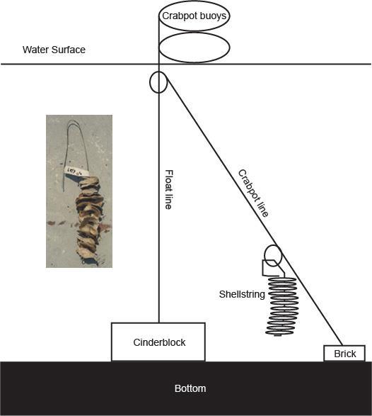 Figure S2: Diagram of shellstring setup on