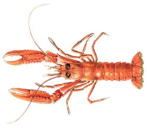 Responsible Sourcing Guide: Nephrops Version 5 - July 2011 BUYERS TOP TIPS Nephrops norvegicus Image Scandinavian Fishing Year Book Nephrops norvegicus, referred to as Nephrops in this guide, is the
