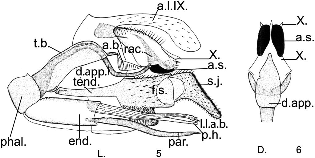 THREE NEW SPECIES OF RHYACOPHILA (TRICHOPTERA) FROM ASIA 17 Figs 3 4. Rhyacophila farkasi sp. n. male genitalia: 3 4 = phallic apparatus, left lateral view and ventral view. (Abbreviations: end.