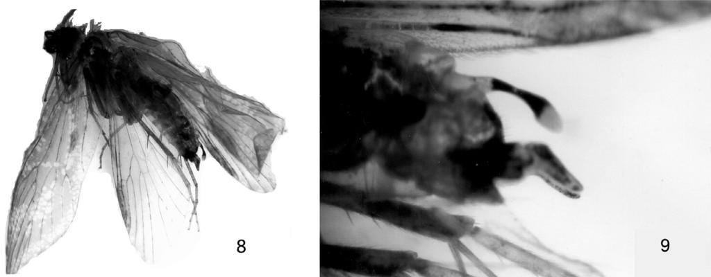 18 KISS, O. Fig. 7. Rhyacophila farkasi sp. n. allotype female genitalia, left lateral view. (Abbrevations: (b.ap. = basal apodemes; c = paired female cerci; d. ap. = dorsal apodemes; L.