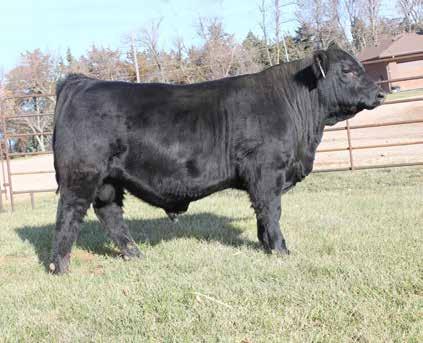 41 A son of the popular Gunnison bull that is out of the 131Y donor cow. 19E is a well rounded bull that has plenty of power, and combines it with a great look for maternal quality.