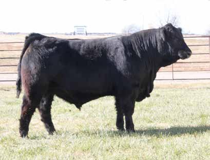 08 An In Focus 22Z son that we like a lot of things about. Real calving ease sire with a 68 pound birth weight.