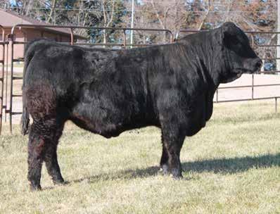 39 Here is a big time son of Outright and out of an impressive In Focus daughter. 67E has a real impressive EPD profile and sports a 776 pound weaning weight.
